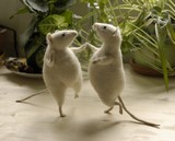 Dancing-mice5