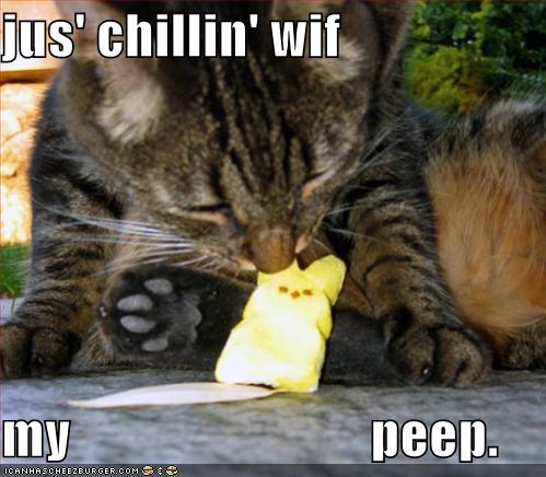 funny-pictures-cat-eats-marshmallow